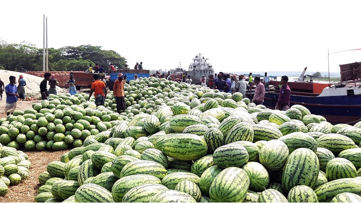নৌ পরিবহনে তোলার জন্য রাঙ্গাবালীর খালগোড়া ঘাটে স্তুপ করে রাখা হাজার হাজার তরমুজ। ছবি: কামরুল হাসান
